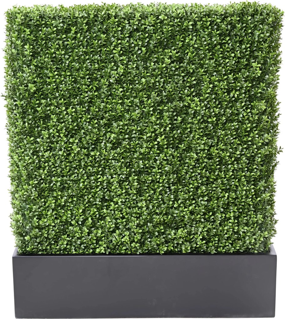 Zástena buxus 100cm x 60cm