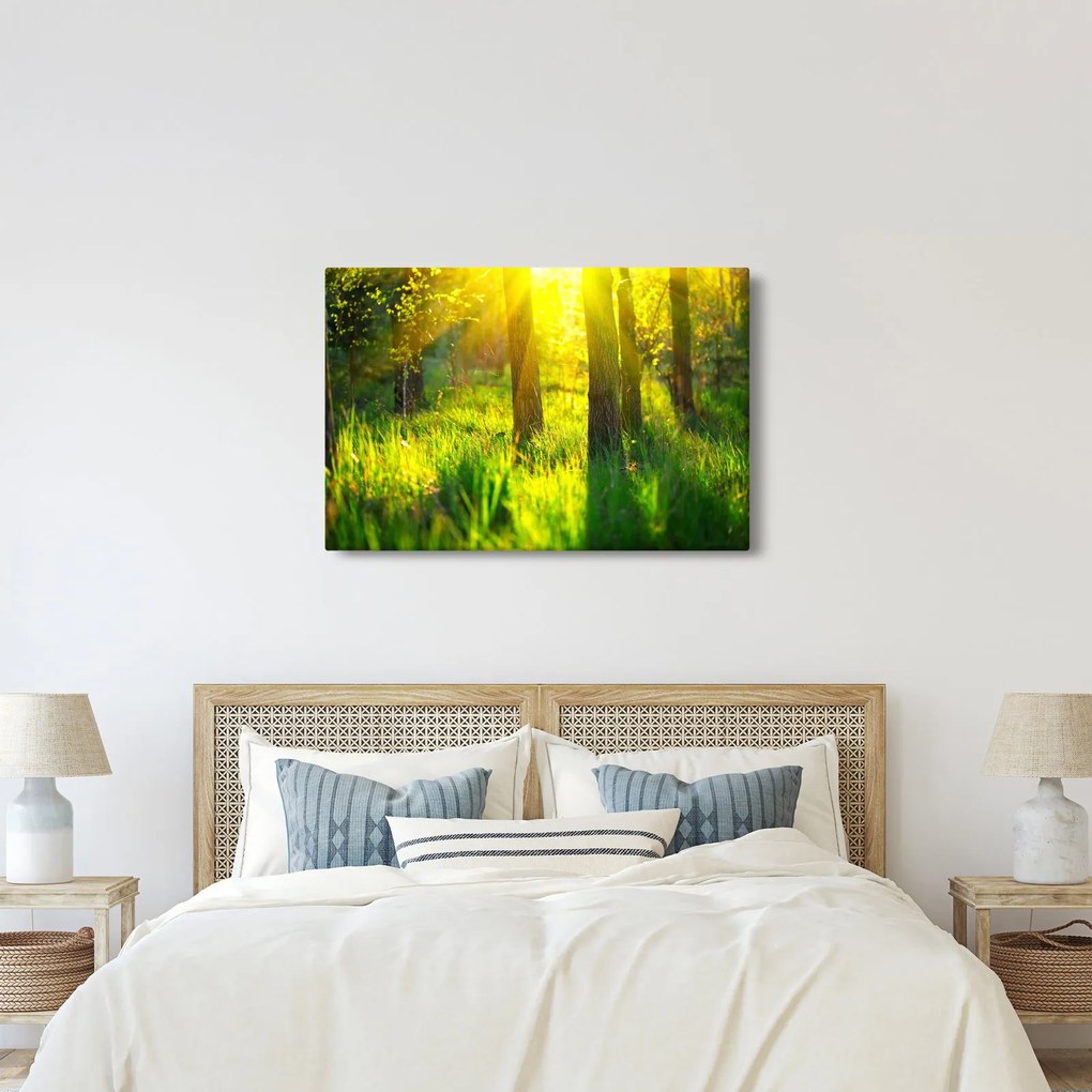 Obraz - Jarné prebúdzanie lesa (90x60 cm)