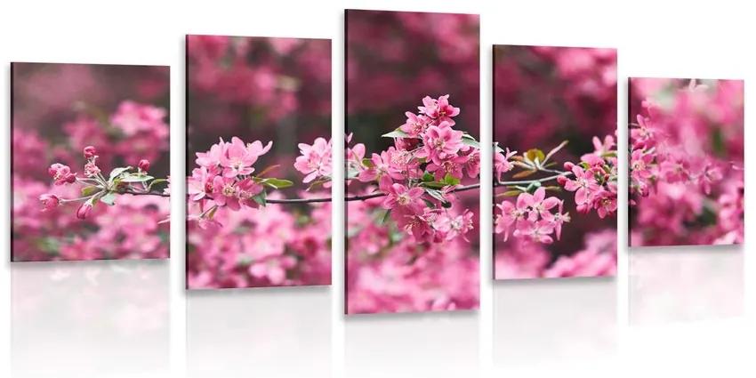 5-dielny obraz detailné kvety čerešne