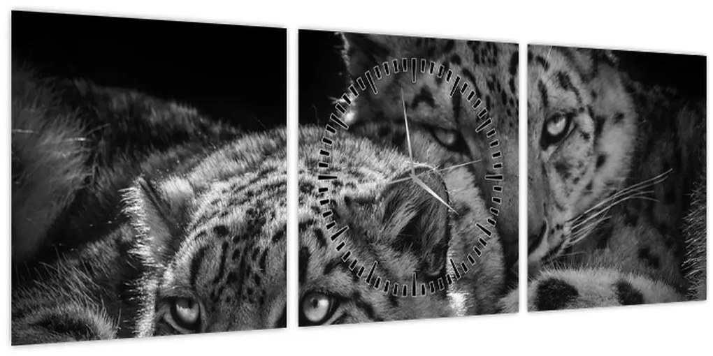 Obraz - Odpočívajúci gepardy (s hodinami) (90x30 cm)