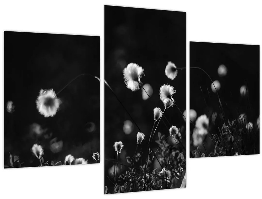 Obraz - Lúka s cottongrass N⁰1 (90x60 cm)