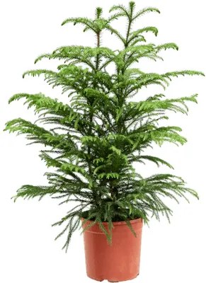 Araucaria heterophylla 22x90 cm