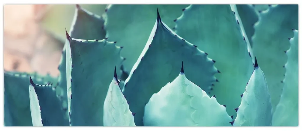 Obraz - Sukulent (120x50 cm)