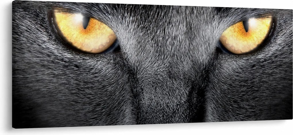 Obraz - Blízky portrét mačky (120x50 cm)
