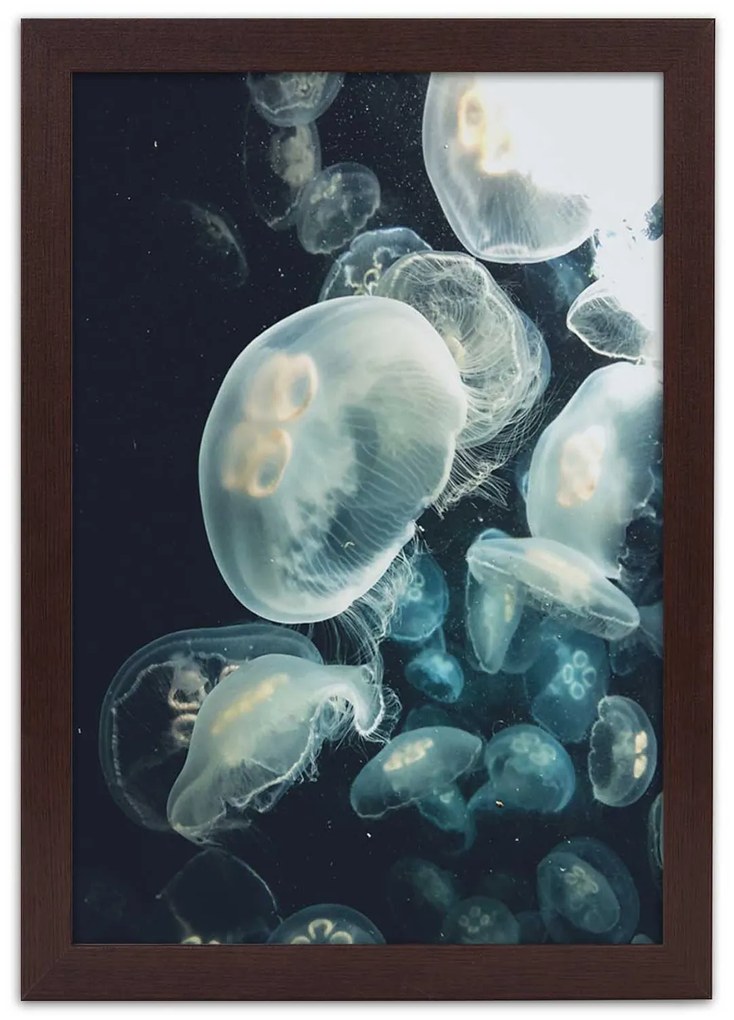 Gario Plagát Plávajúce medúzy Farba rámu: Bez rámu, Rozmery: 30 x 45 cm