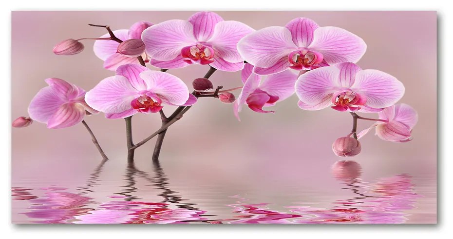 Foto obraz akrylový do obývačky Ružová orchidea pl-oa-140x70-f-79883275