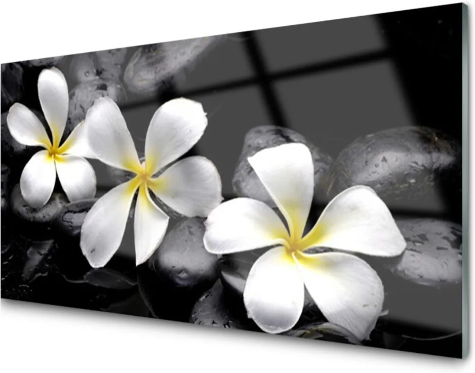 Obraz na skle Kvet Kamene Rastlina