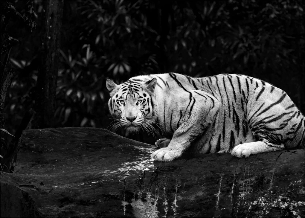 Obraz - Tiger albín, čiernobiely (70x50 cm)