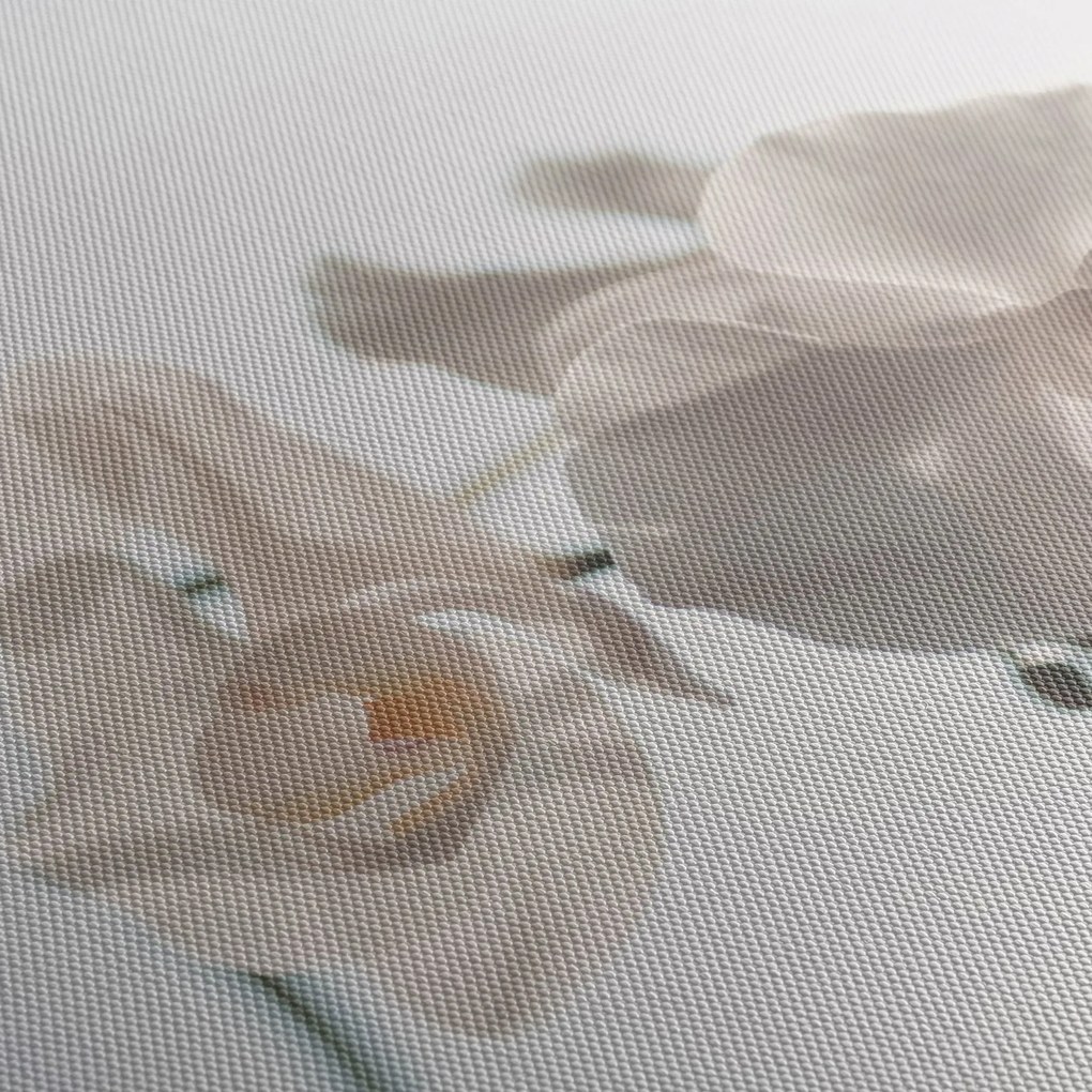 Obraz bielej orchidey (120x50 cm)