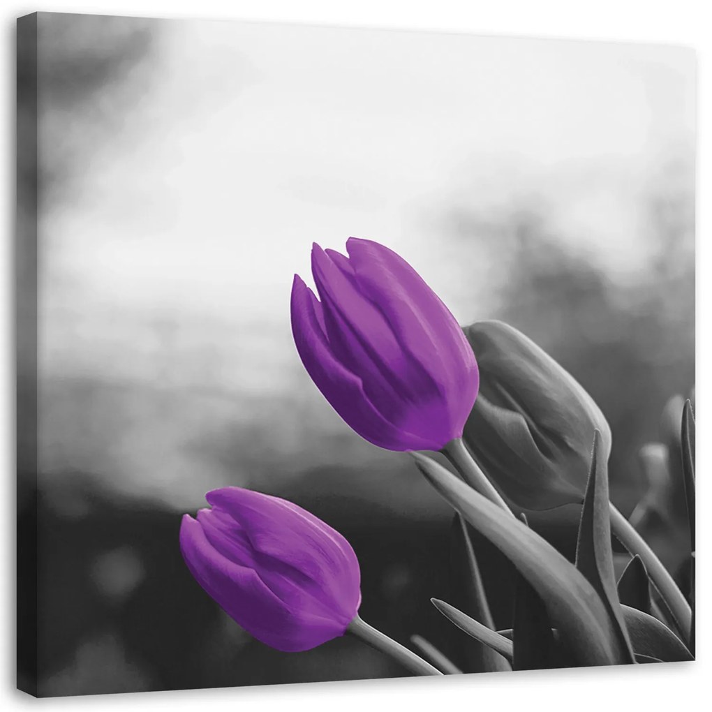 Gario Obraz na plátne Dva fialové tulipány Rozmery: 50 x 50 cm