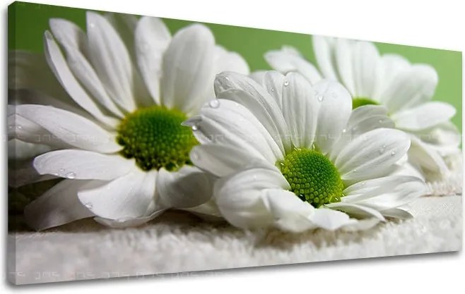 Obraz na stenu Panoráma KVETY XOBKV111E13 - 30x60 cm