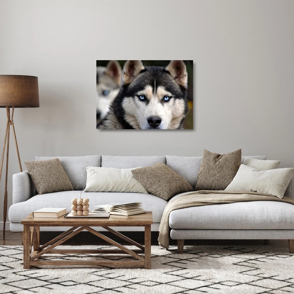 Sklenený obraz psa husky (70x50 cm)