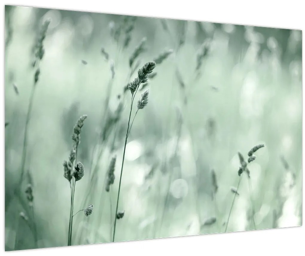 Obraz - Zelená lúka (90x60 cm)