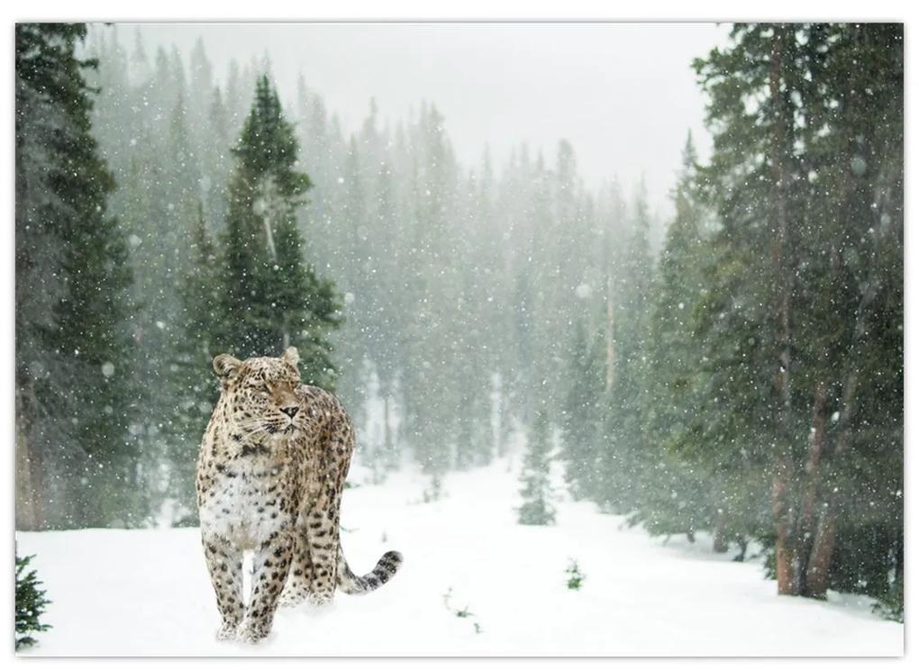 Sklenený obraz leoparda v snehu (70x50 cm)