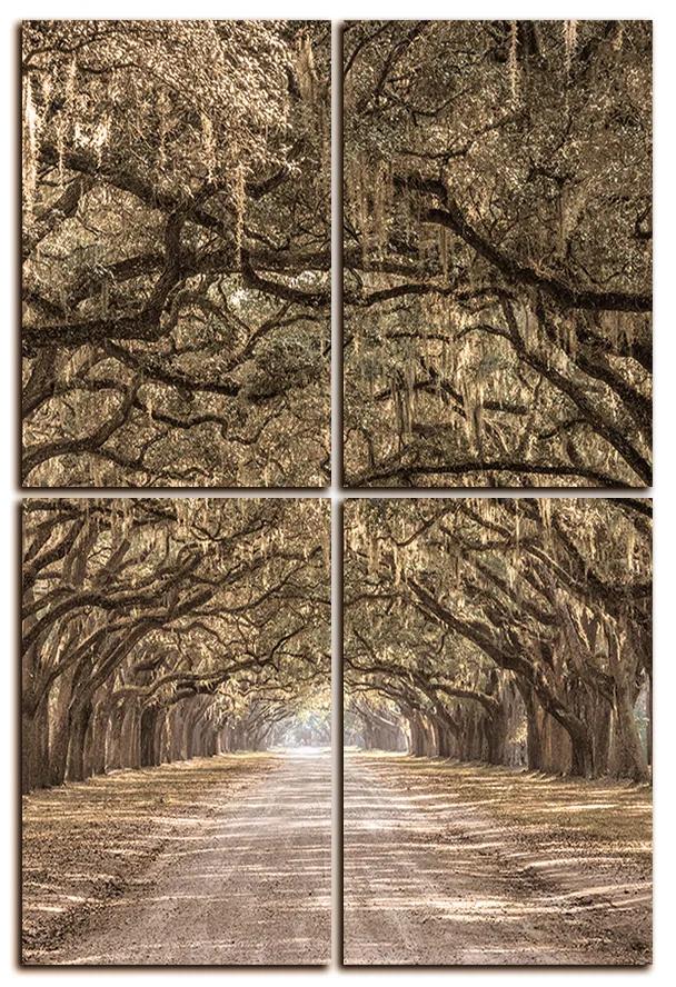 Obraz na plátne - Historické dubové stromy lemované poľnou cestou - obdĺžnik 7239FE (120x80 cm)