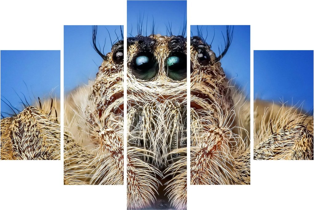 Obraz detailu pavúka (150x105 cm)