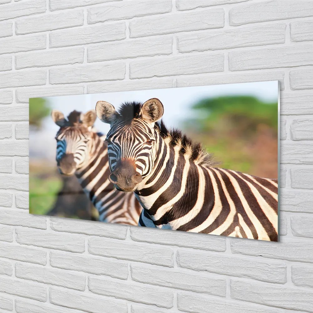 Obraz na akrylátovom skle Zebra 140x70 cm