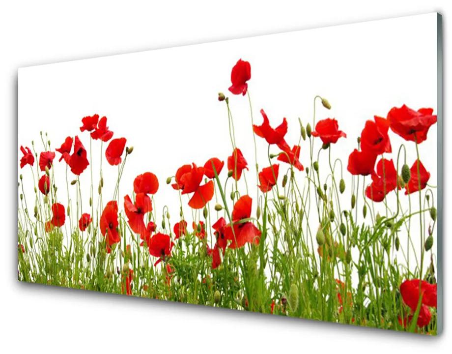 Skleneny obraz Lúka maky kvety príroda 140x70 cm