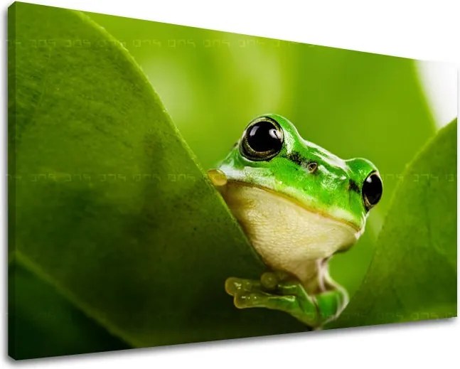 Obraz na stenu ZVIERATÁ ZV038E11