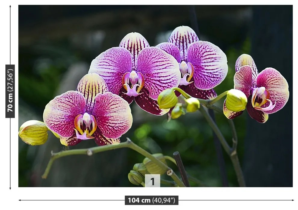 Fototapeta Vliesová Fialová orchidea 152x104 cm