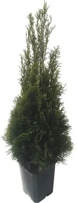 Tuja západná FloraSelf Thuja occidentalis 'Smaragd' výška 60-80 cm v click kvetináči
