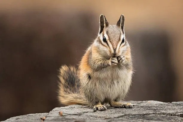 Umelecká fotografie Chipmunk sitting up to eat, facing the viewer, Alice Cahill, (40 x 26.7 cm)