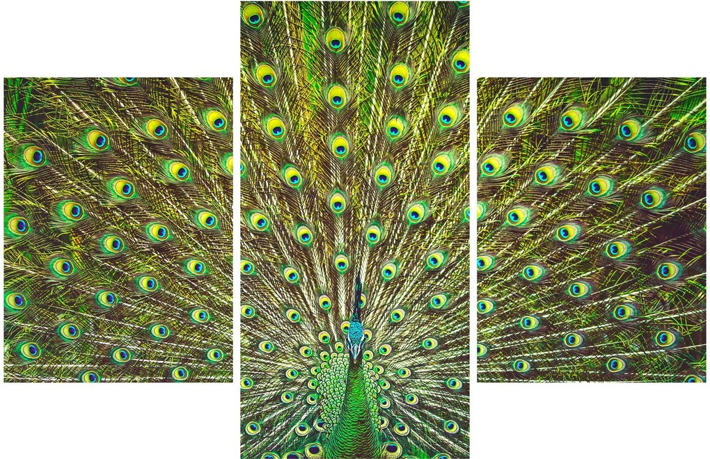 Obraz - Páv (90x60 cm)