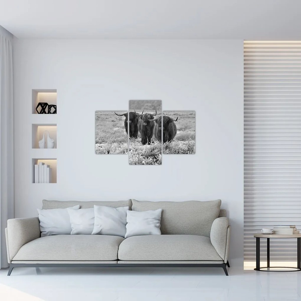 Obraz - Škótske kravy (90x60 cm)