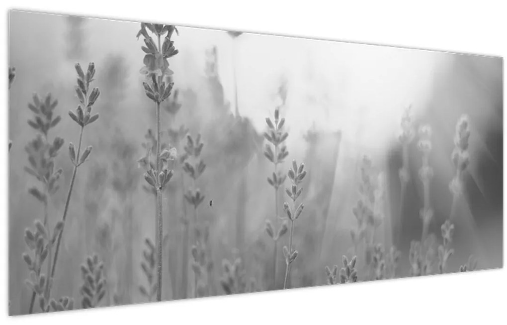 Obraz - Levanduľa (120x50 cm)