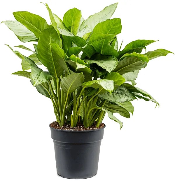 Aglaonema freedman 30x85 cm