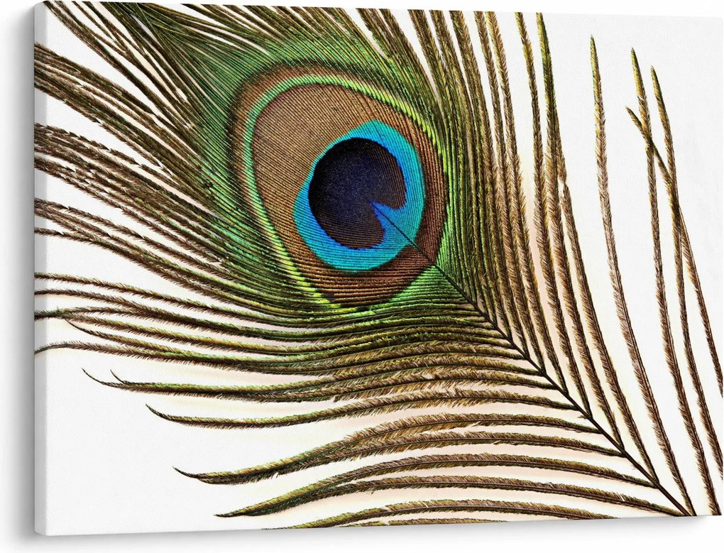 Obraz pávieho peria (70x50 cm)
