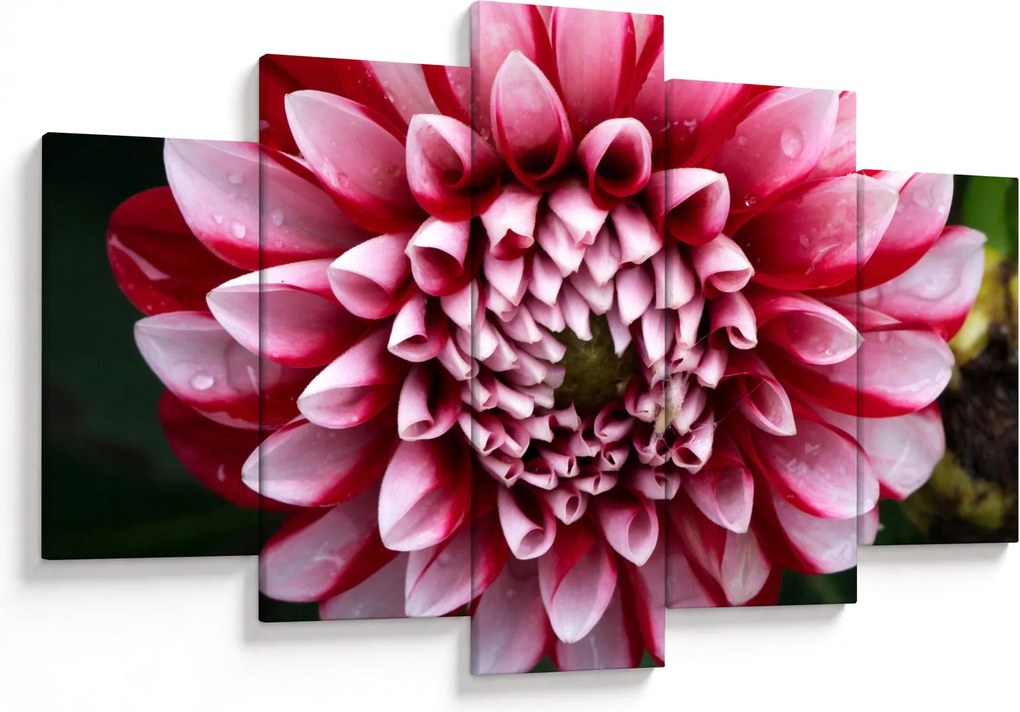 Obraz ružovej Dahlie (150x105 cm)