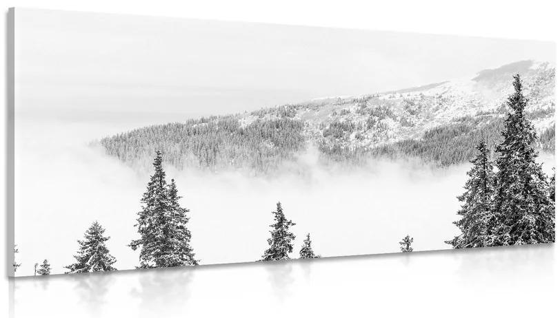 Obraz zasnežené borovicové stromy v čiernobielom prevedení Varianta: 100x50