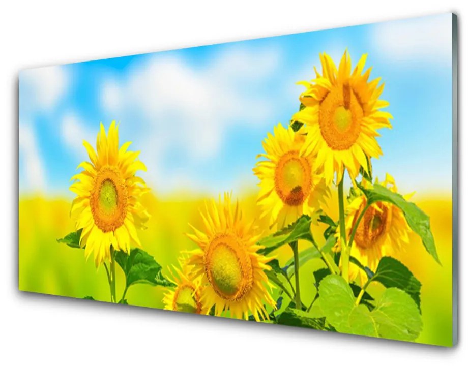 Sklenený obklad Do kuchyne Slnečnica kvety príroda 120x60 cm