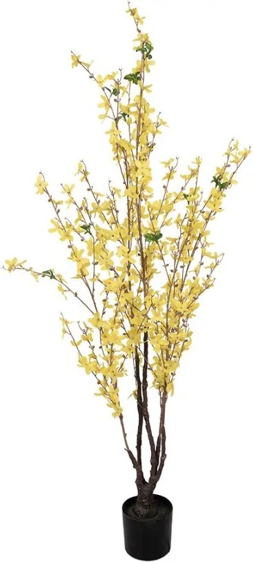 Dekoračný krík so žltými kvetmi zlatou Forsythia - 20*20*125 cm