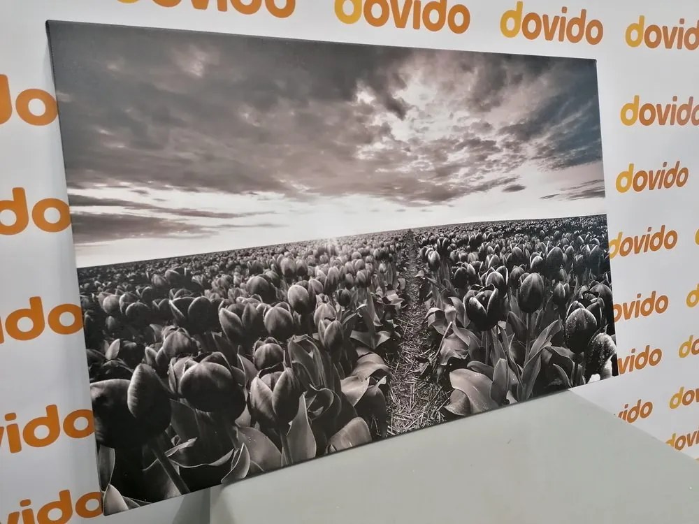 Obraz východ slnka nad lúkou s tulipánmi v čiernobielom prevedení