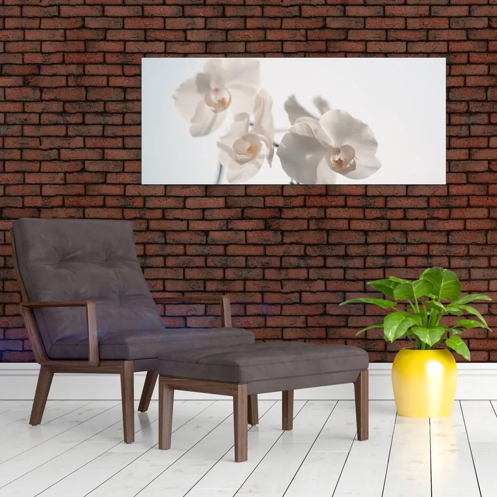 Obraz bielej orchidey (120x50 cm)