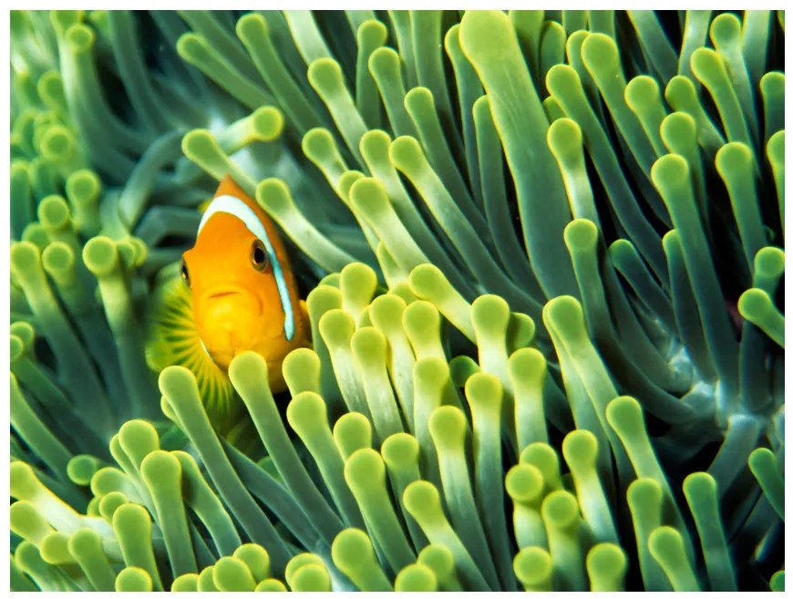 Artgeist Fototapeta - Anemonefish Veľkosť: 350x270, Verzia: Standard