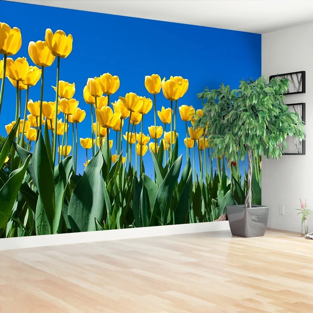 Fototapeta Vliesová Tulipán kvety 152x104 cm
