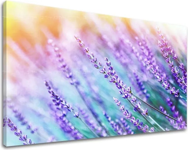 Obraz na stenu KVETY KV064E11 - 80x120 cm