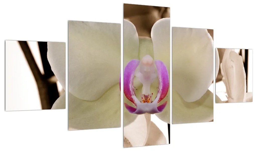 Obraz kvetov orchidee (K010754K12570)