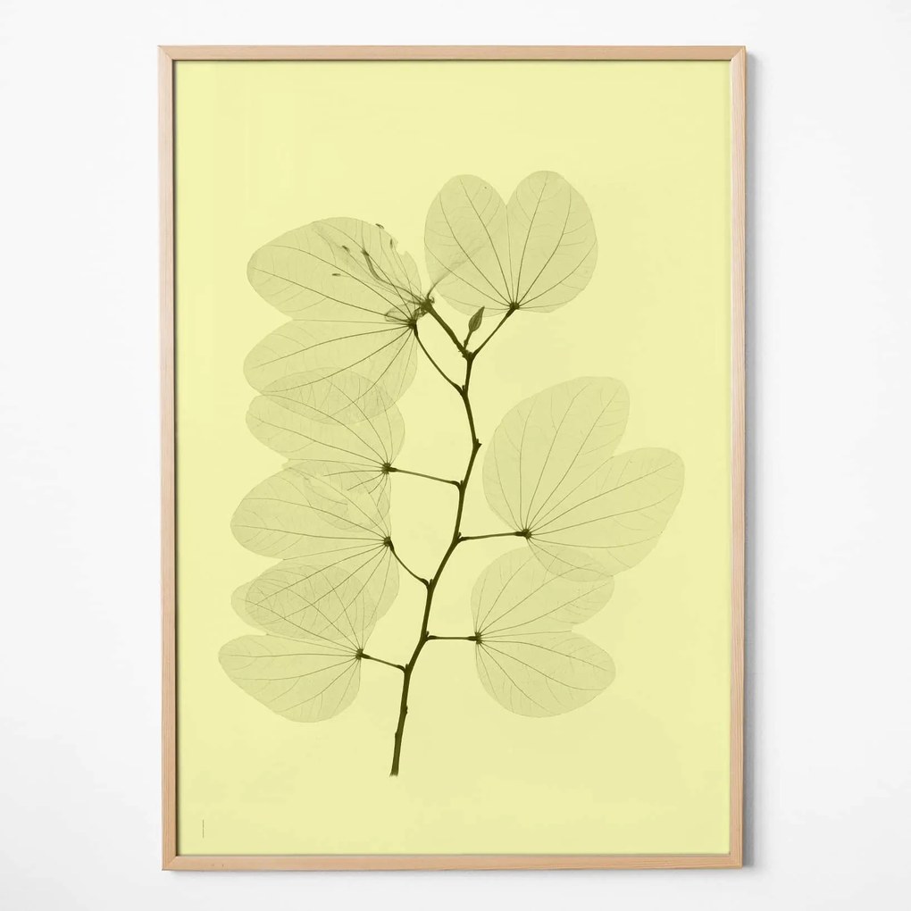 Fine Little Day Autorský plagát Orkidebauhinia 70 × 100 cm