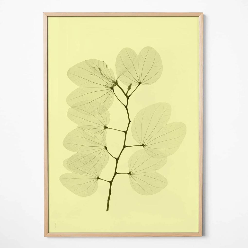 Fine Little Day Autorský plagát Orkidebauhinia 70×100 cm