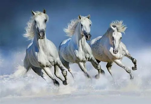 Fototapety, rozmer 366 x 254 cm, Arabian Horses, W+G 162