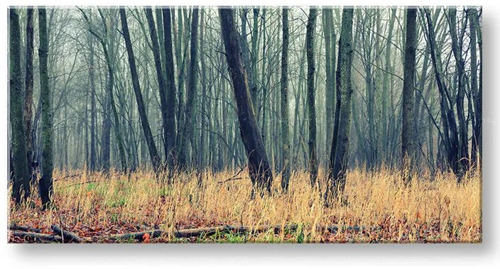Obraz na stenu PANORÁMA STROMY | rôzne rozmery