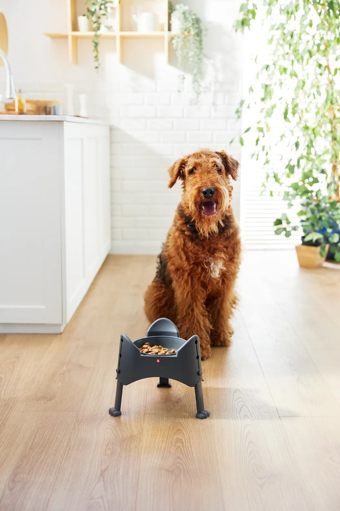 Rotho Výškovo nastaviteľná miska pre psy a mačky, 1l SAMMY - antracit