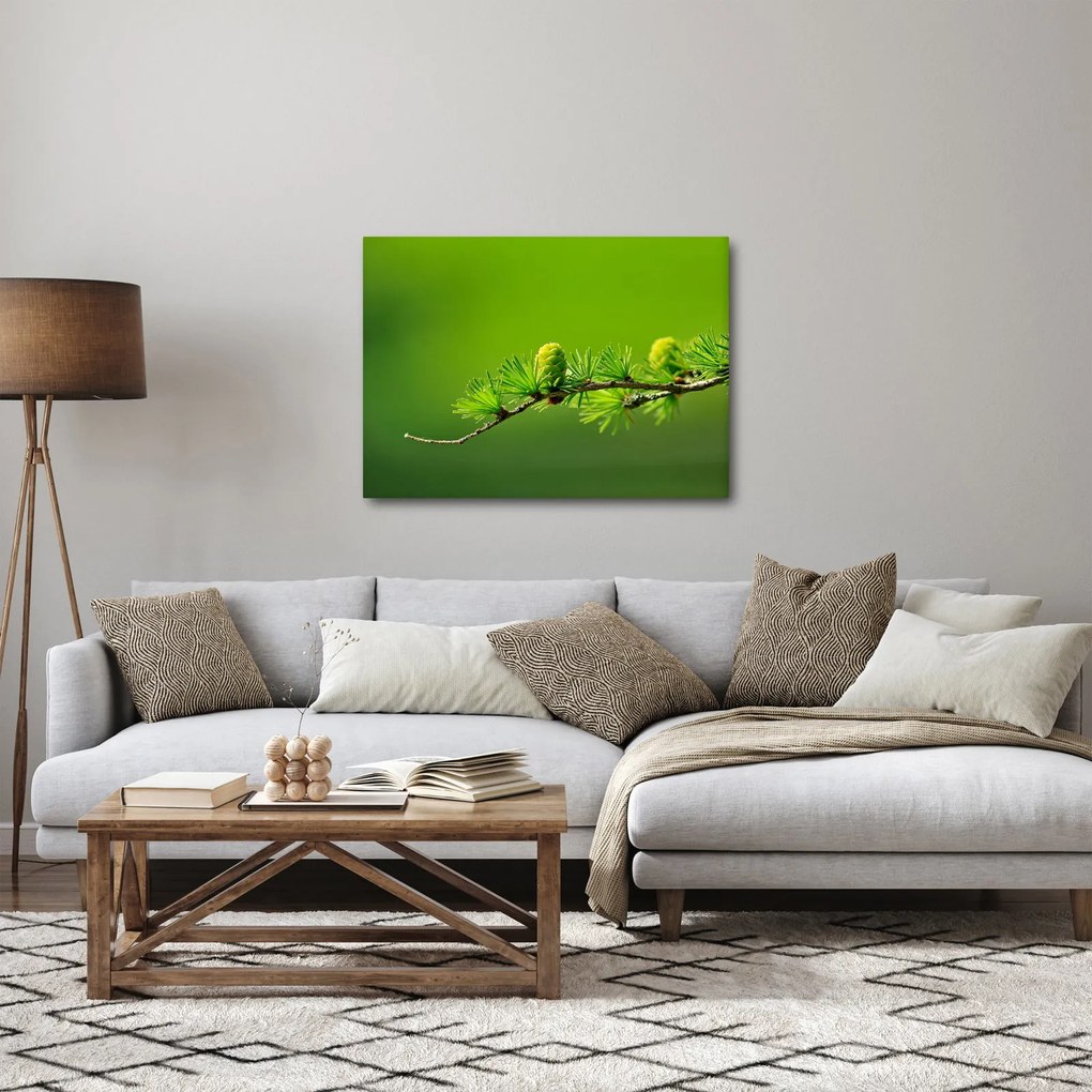 Obraz zelenej šišky (70x50 cm)