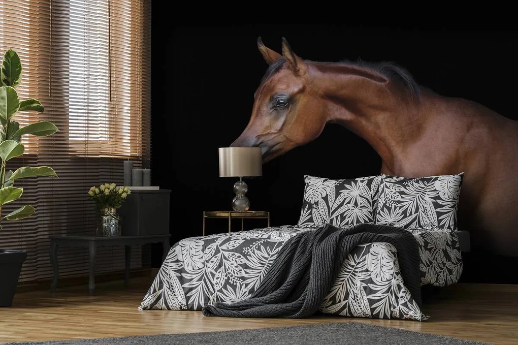 Fototapeta - Hnedý kôň na čiernom pozadí (152,5x104 cm)