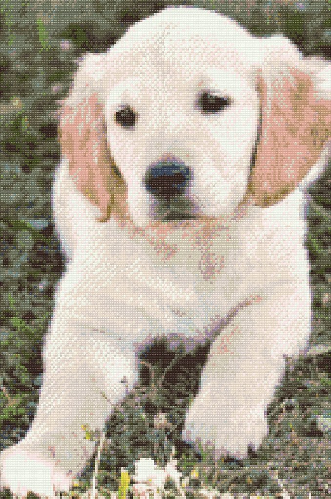 Gario Diamantové maľovanie Šteňa labradora Rozmery: 60 x 80 cm, Rámovanie: S vnútorným rámom, Diamanty: Okrúhle