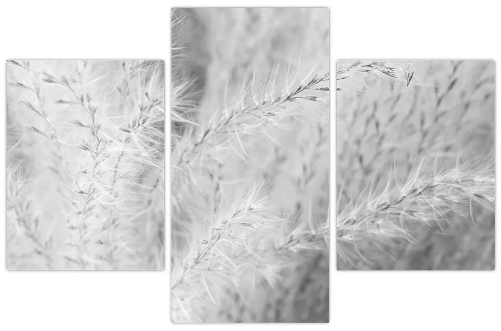 Obraz - Pampas grass N⁰1 (90x60 cm)